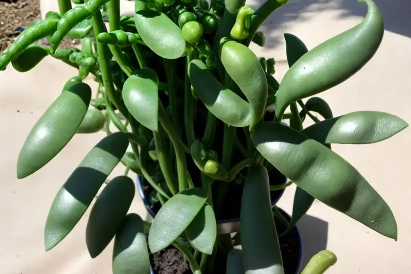 Snow pea (pisum sativum var. saccharatum) — photo 3