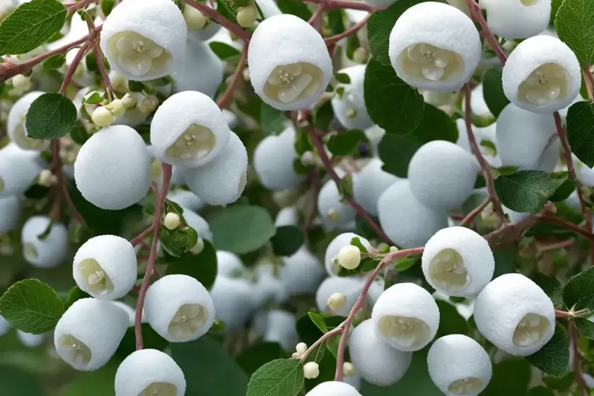 Snowberry (symphoricarpos) — photo 2