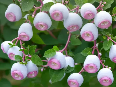 Snowberry (Symphoricarpos)