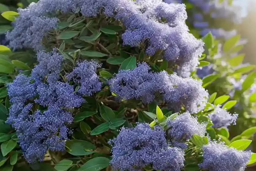 Snowbrush Ceanothus (Ceanothus Velutinus) — photo 2