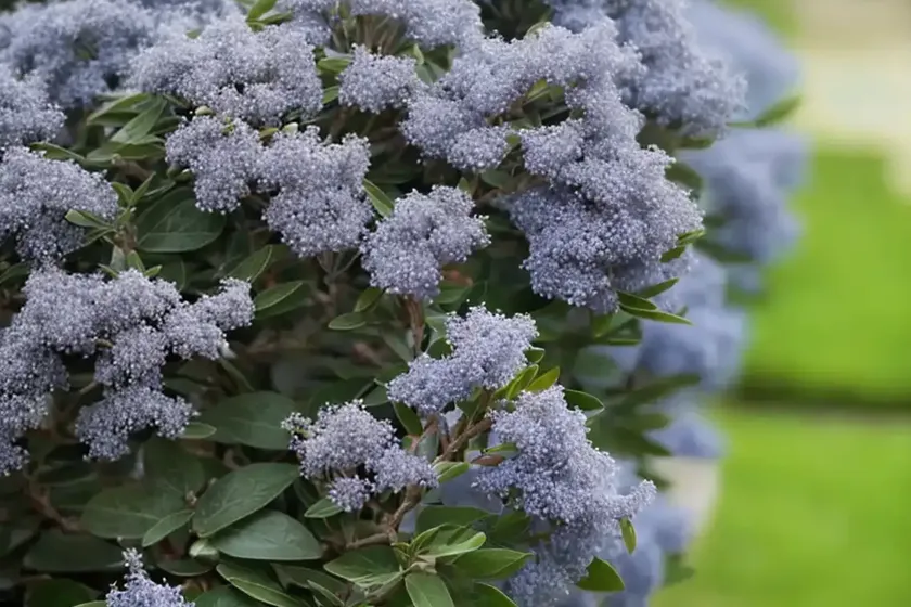 Snowbrush Ceanothus (Ceanothus Velutinus) — photo 3