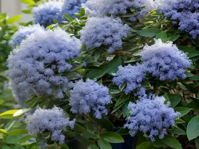 Snowbrush Ceanothus (Ceanothus Velutinus)