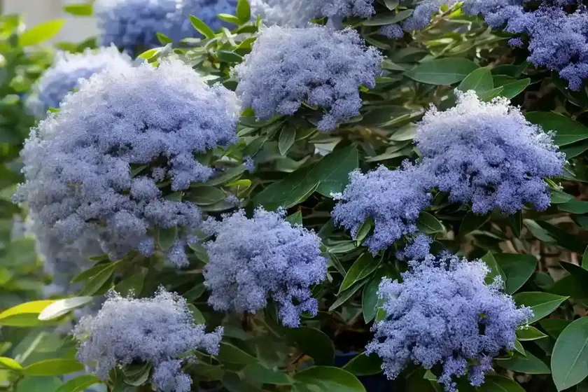 Snowbrush Ceanothus (Ceanothus Velutinus)