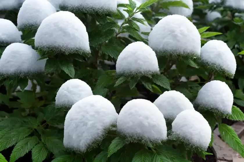 Snowbush (breynia disticha) — photo 2
