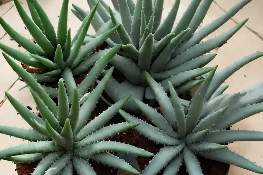 Snowflake aloe (aloe rauhii) — photo 3