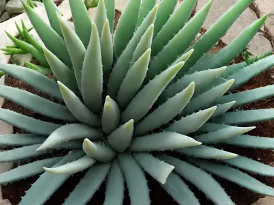 Snowflake Aloe (Aloe Rauhii)