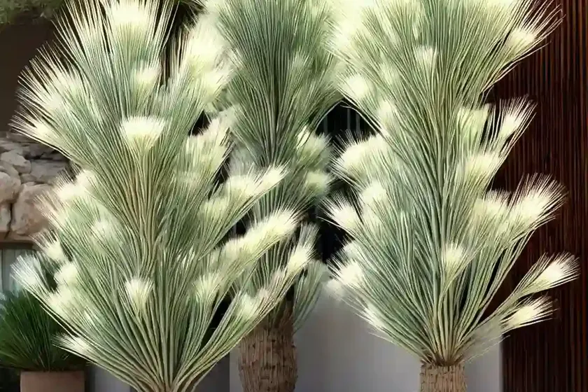Soaptree yucca (yucca elata) — photo 2