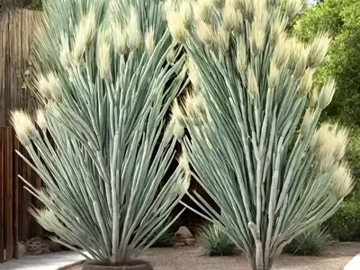Soaptree Yucca (Yucca Elata)