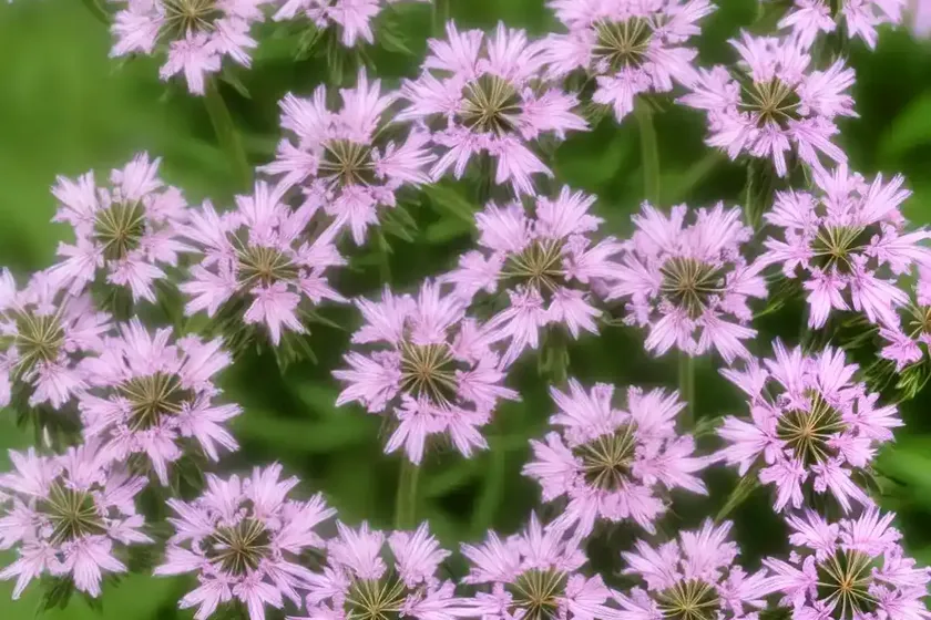 Soapwort (saponaria officinalis) — photo 2