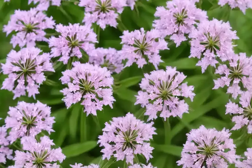 Soapwort (saponaria officinalis) — photo 3