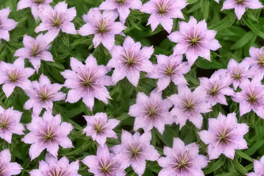 Soapwort (saponaria x lempergii) — photo 2