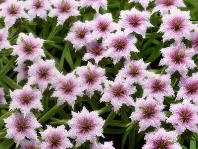 Soapwort (Saponaria X Lempergii)