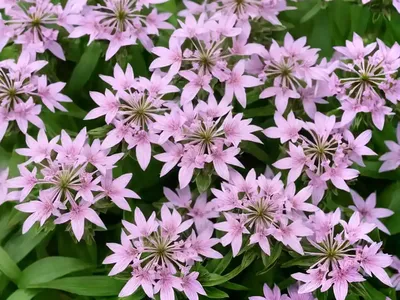 Soapwort (Saponaria X Lempergii ‘Max Frei’)