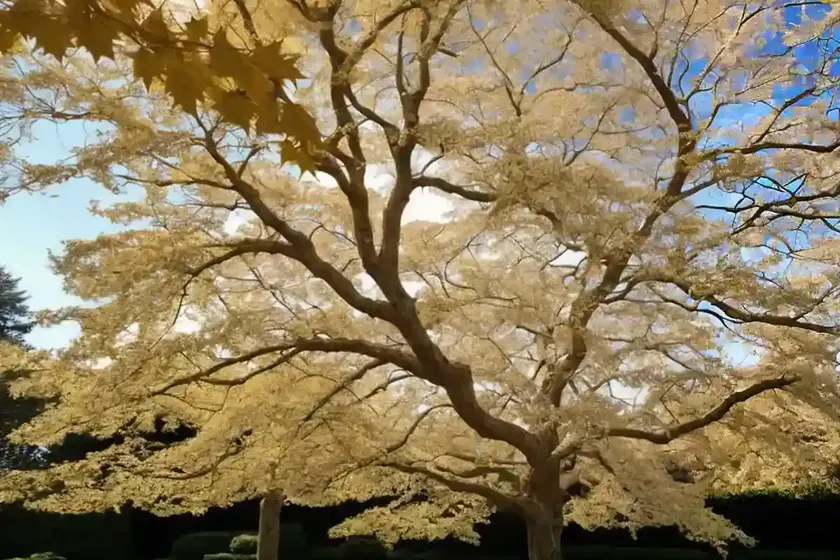 Soft maple (acer saccharinum) — photo 3
