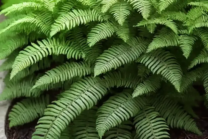 Soft shield fern (polystichum setiferum) — photo 2