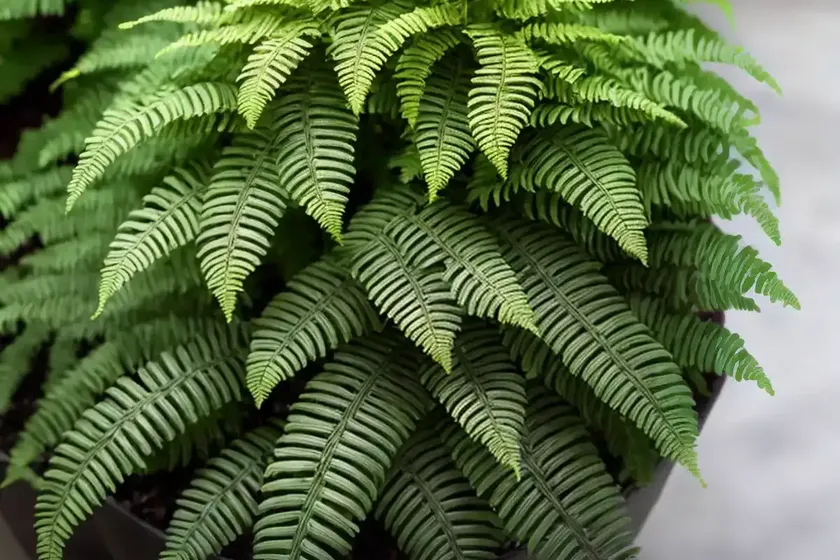 Soft shield fern (polystichum setiferum) — photo 3