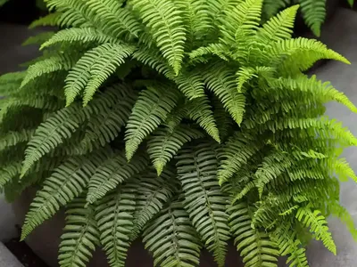 Soft Shield Fern (Polystichum Setiferum)