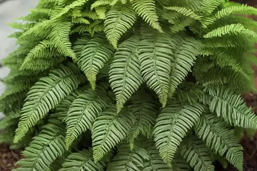 Soft shield fern (polystichum setiferum (divisilobum group) ‘herrenhausen’) — photo 2
