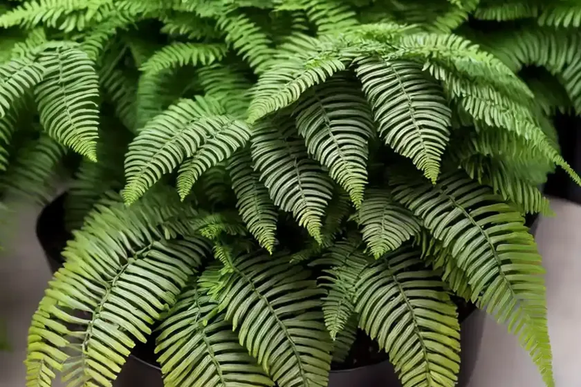 Soft shield fern (polystichum setiferum (divisilobum group) ‘herrenhausen’) — photo 3