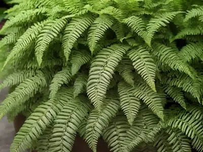 Soft Shield Fern (Polystichum Setiferum (Divisilobum Group) ‘Herrenhausen’)