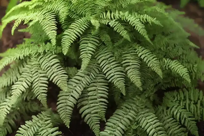 Soft shield fern (polystichum setiferum (plumosomultilobum group) — photo 2