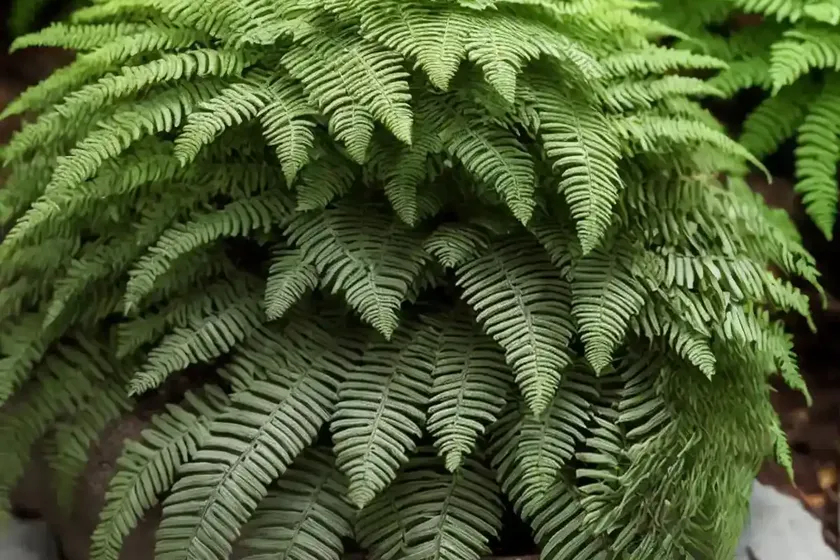 Soft shield fern (polystichum setiferum (plumosomultilobum group) — photo 3