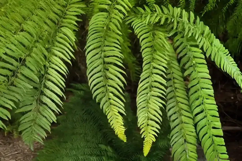 Soft tree fern (dicksonia antarctica) — photo 2