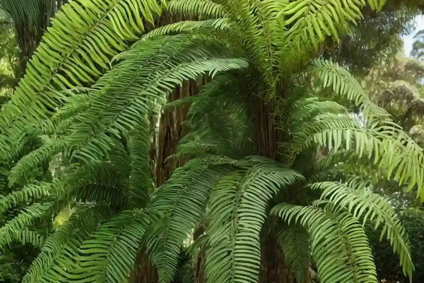 Soft tree fern (dicksonia antarctica) — photo 3