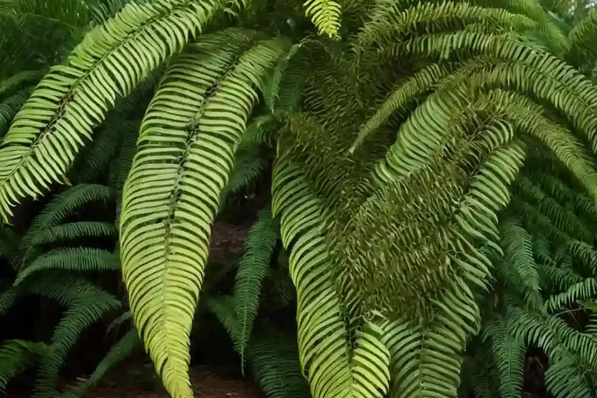 Soft tree fern (dicksonia antarctica) — photo 2