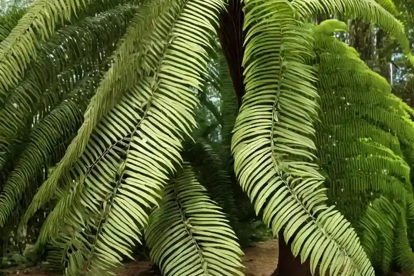 Soft tree fern (dicksonia antarctica) — photo 3