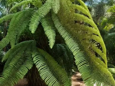 Soft Tree Fern (Dicksonia Antarctica)