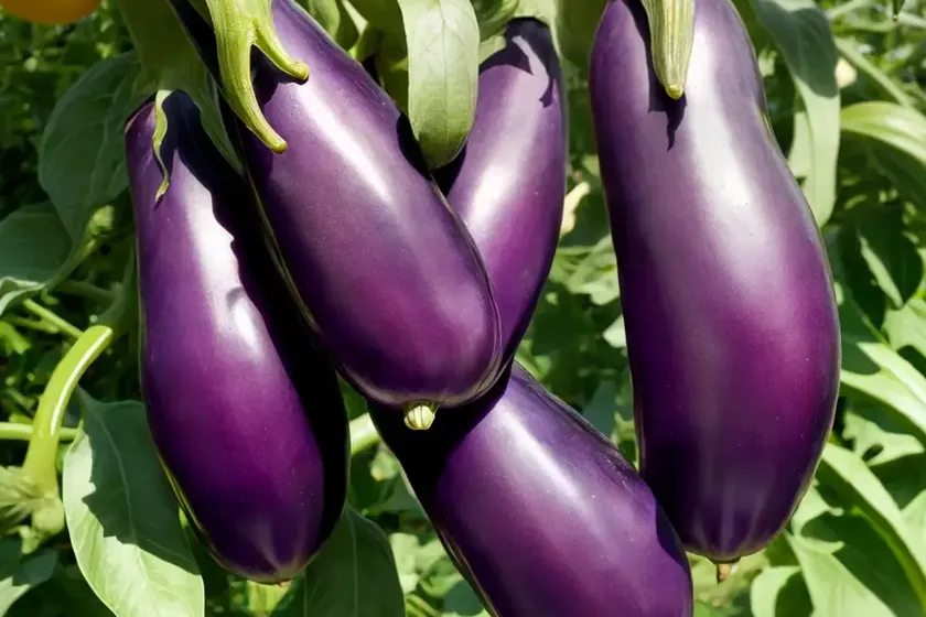 Solanum melongena (eggplant) — photo 2