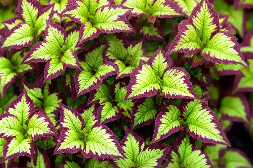 Solenostemon chocolate drop (coleus) — photo 2