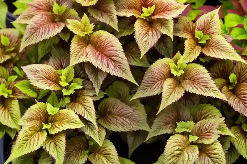 Solenostemon chocolate drop (coleus) — photo 3