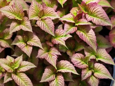 Solenostemon Chocolate Drop (Coleus)