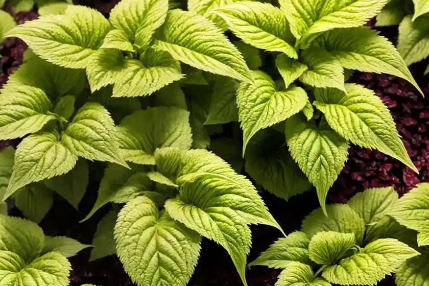 Solenostemon ‘coleosaurus’ (coleus) — photo 2