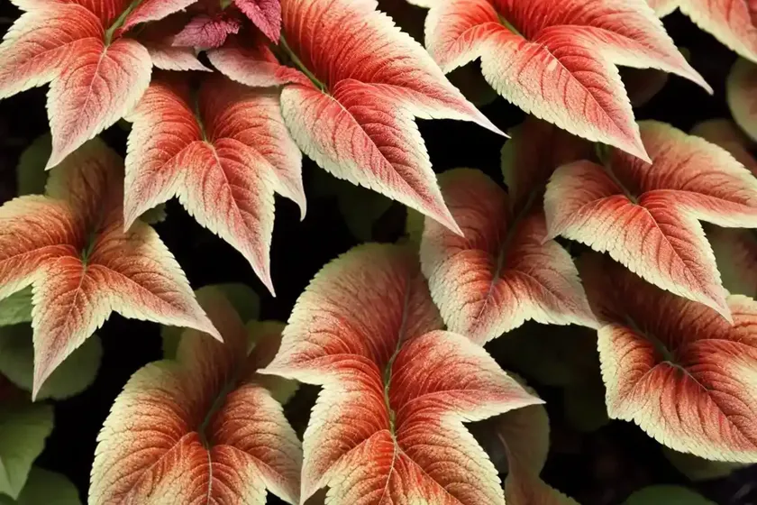 Solenostemon ‘coleosaurus’ (coleus) — photo 3
