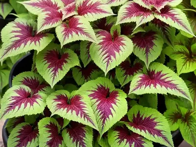 Solenostemon ‘Coleosaurus’ (Coleus)