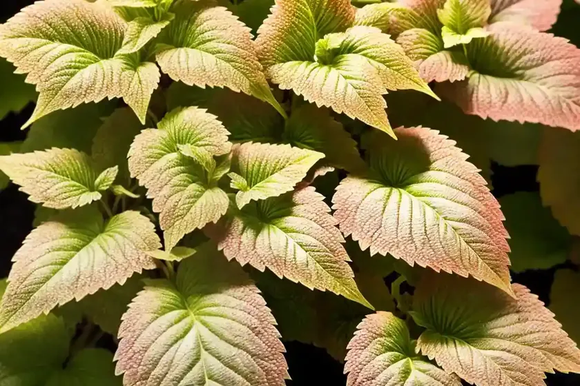 Solenostemon dipt in wine (coleus) — photo 2