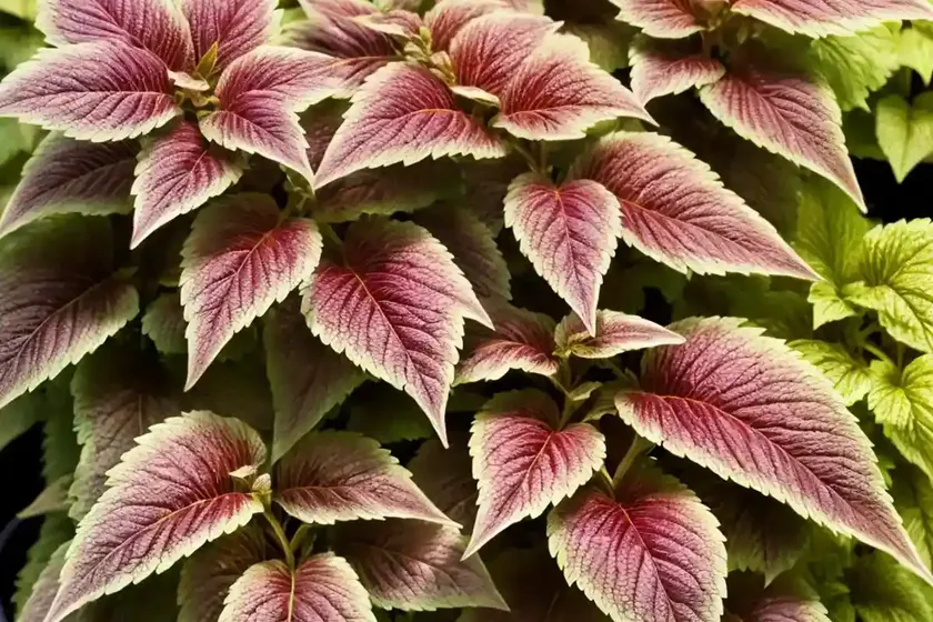 Solenostemon dipt in wine (coleus) — photo 3