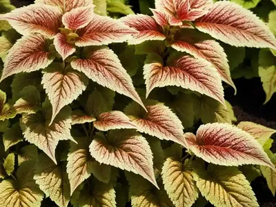 Solenostemon Dipt In Wine (Coleus)