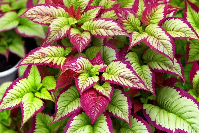 Solenostemon ‘gay’s delight’ (coleus) — photo 2