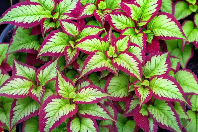 Solenostemon ‘gay’s delight’ (coleus) — photo 3