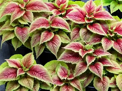 Solenostemon ‘Gay’s Delight’ (Coleus)