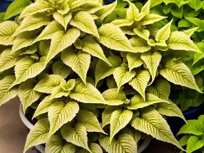 Solenostemon Golden Dreams� (Coleus)