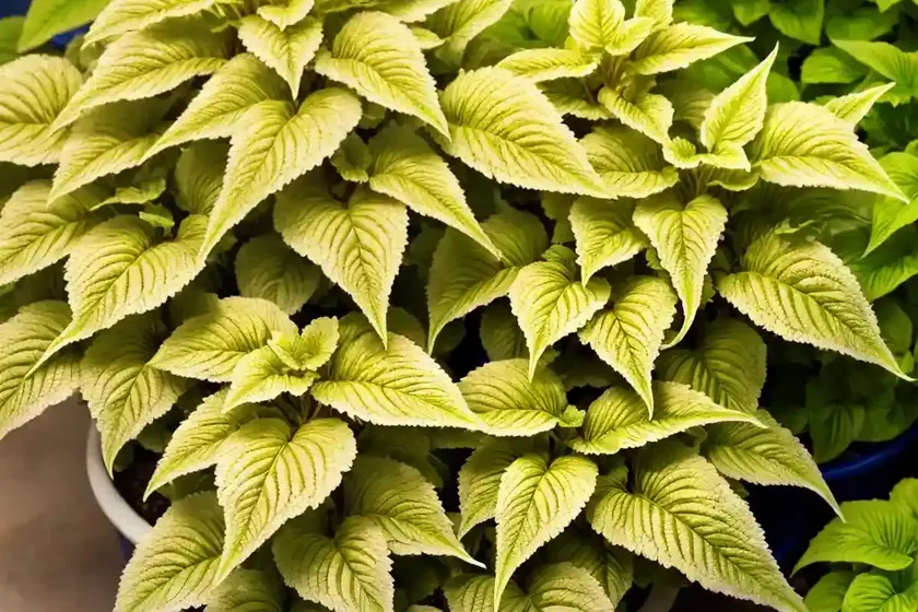 Solenostemon golden dreams� (coleus)