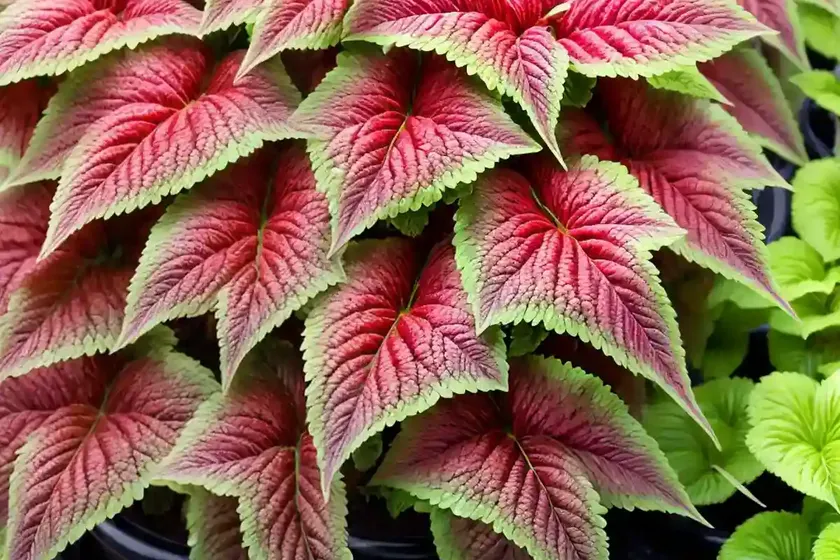 Solenostemon ‘heartbreaker’ (coleus) — photo 2