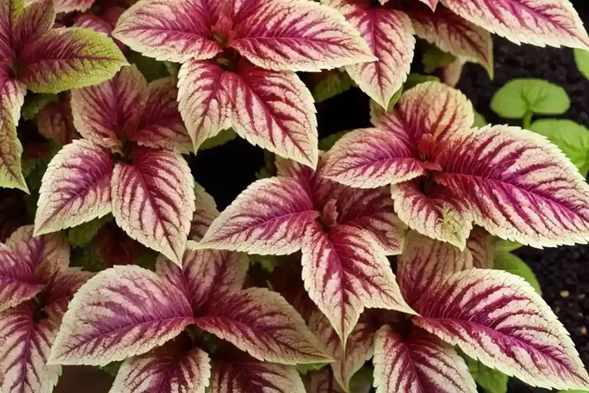 Solenostemon ‘heartbreaker’ (coleus) — photo 3
