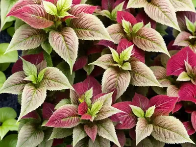 Solenostemon ‘Heartbreaker’ (Coleus)