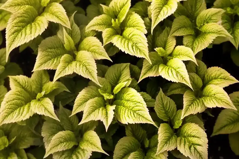 Solenostemon henna (coleus) — photo 2